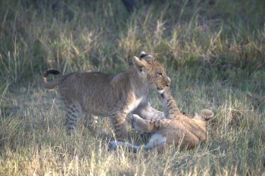 Çita yavrusu ve otların arasında aslan