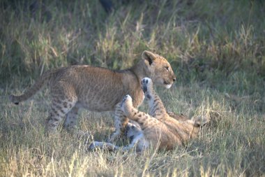 Aslan ailesi birlikte oynuyor.