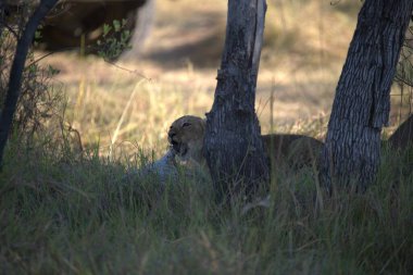 Aslan ın kruger national park, Güney Afrika
