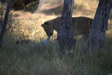 Çimlerde dişi aslan.