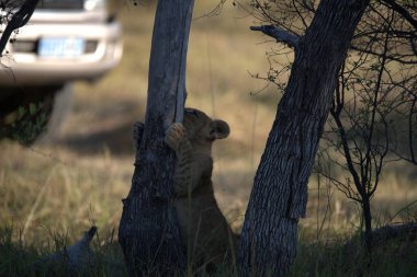 Afrika savanındaki leopar.
