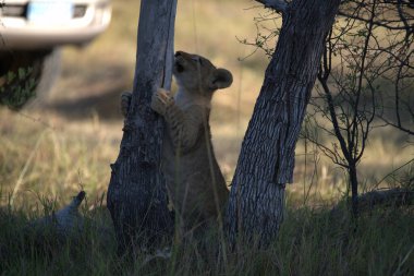 Şirin mirket doğada