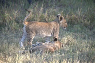Aslan yavrusu yerde birlikte oynuyor.