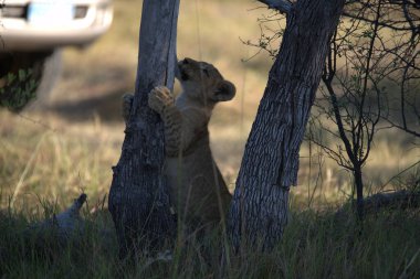 Ormandaki şirin bir aslan yavrusunun yakın çekimi.