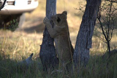 Savannah 'da aslan yavrusu