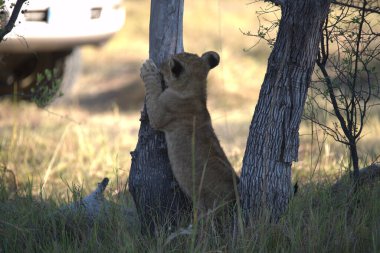 Güney Afrika 'daki Kruger Ulusal Parkı' nda aslan yavrusu.