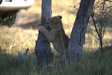 Anne ile oynarken aslan yavrusu