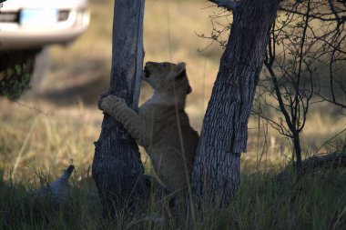 Zimbabwe savanındaki leopar.