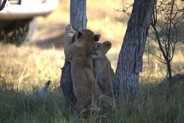 Kenya savanındaki aslanlar