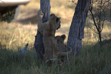 dişi aslan ve aslan yavrusu