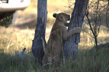 Dişi bir aslan (panthera leo), Botswana 'nın güneyindeki bir av bölgesinde ağaçta yürüyor.