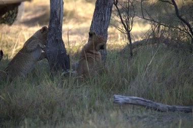Yavru bir aslan yavrusu.