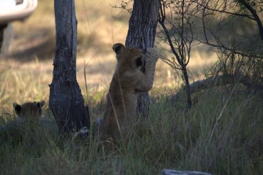 Güney Afrika 'daki Kruger Ulusal Parkı' nda aslan yavrusu.