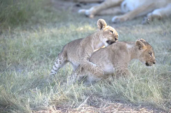 Vahşi doğada yavrusu olan genç çita.