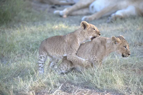Aslan yavrusu çimenlerde oynuyor.