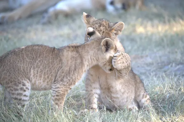 Afrika 'daki bozkırda çita