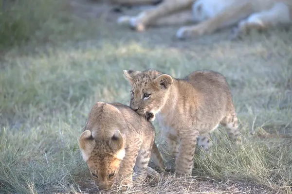 Masai Mara Ulusal Parkı 'ndaki çita.