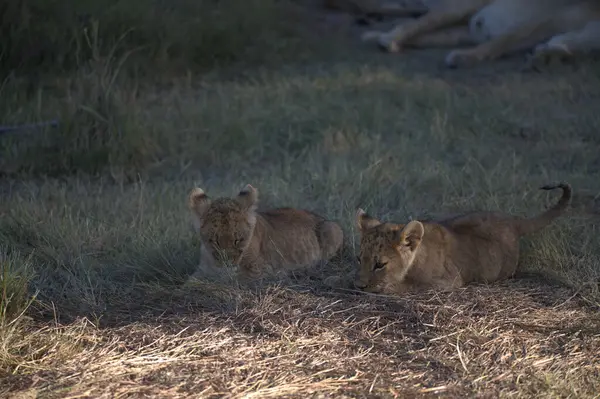 Aslanlar Savannah bir çift