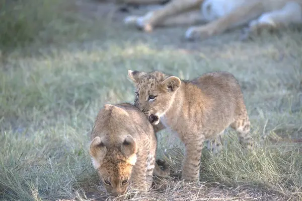 Afrika 'da, savanda aslan yavruları