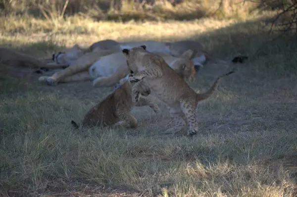 Kenya bozkırında çita