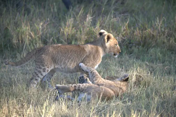 Çita anne ve yavrusu çimlerin üzerinde yavrusuyla oynuyorlar.