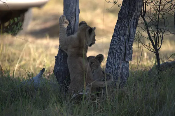 dişi aslan ve aslan yavrusu