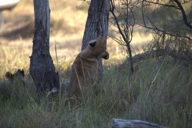 Genç kırmızı ayı yavrusu