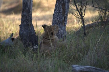 Ormanda oynayan bir aslan yavrusu.