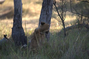 Afrika 'nın güneyindeki Kruger Ulusal Parkı' nda çalıların üzerinde oturan aslan yavrusu. Aslan ailesi üç aslan ailesinden biridir..