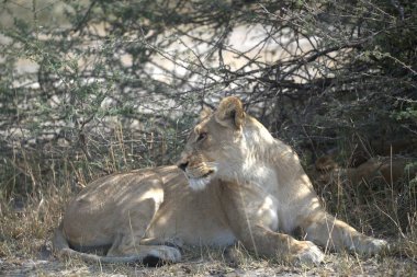 Afrika savanındaki aslanlar