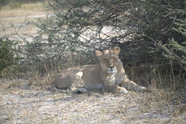 Dişi aslan, Afrika 'nın güneyindeki Kruger Parkı' nda, kuru çimlerde uzanıyor.