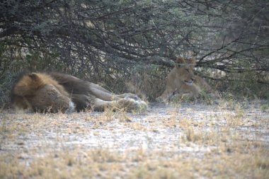 Genç erkek aslan, Güney Afrika 'da çimenlerde yürüyor.