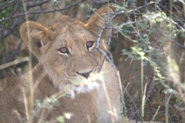 Kenya 'da güzel vahşi yaşam yerleri