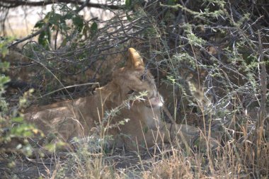 Hari Hari 'nin ulusal parkındaki çimlerde bir dişi aslan. Güney ve Güney' in en büyük milli parkı.