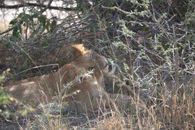 Kenya savanındaki aslan