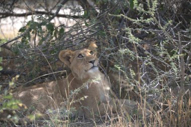 Vahşi doğada dişi aslan.