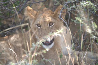 Kenya savanındaki aslan