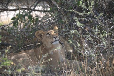 Kenya savanındaki aslan