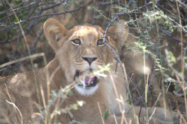 Güney Afrika 'daki Kruger Ulusal Parkı' nda aslan yavrusu.