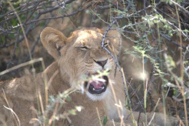 Afrika 'nın bozkırında dişi aslan, Zimbabwe