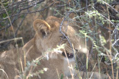 Afrika 'nın bozkırındaki aslan