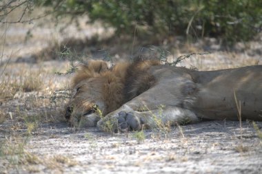 Erkek aslan kuru çalılıklarda kuru zeminde yatıyor.
