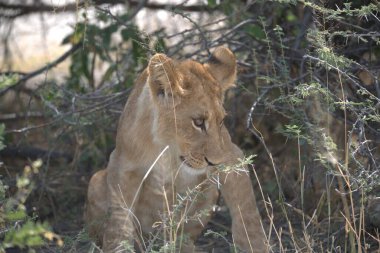 Aslan yavrusu çimenlerde yatıyor.