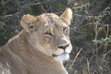 Kenya savanındaki aslan