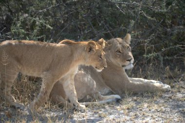 Savanadaki aslan, Zimbabwe