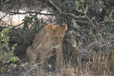 Vahşi doğada dişi aslan.