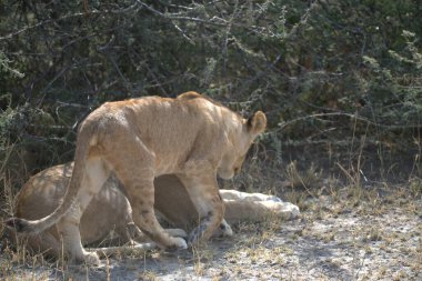 Güney Afrika 'daki Kruger Ulusal Parkı' nda aslan var.