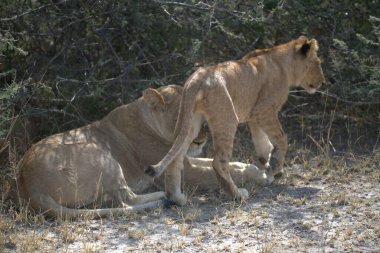 Arslan yavrusu ve annesi Kruger Ulusal Parkı 'nda bebeğiyle birlikte.