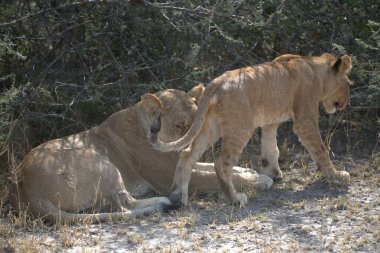 Namibya 'daki Etoşa Milli Parkı' nda bir aslan