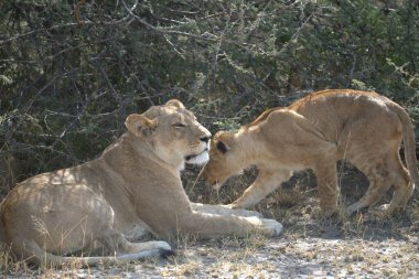 Aslanlar Savannah bir çift